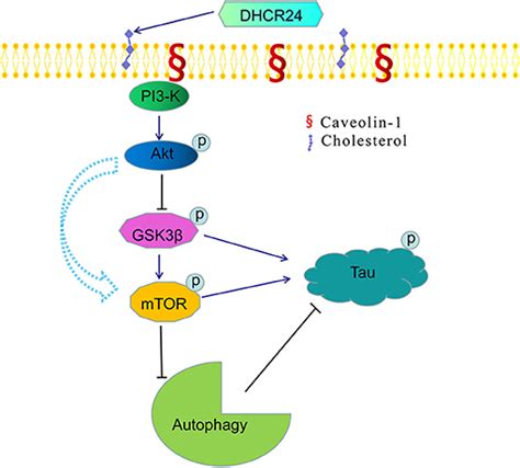 dhcr24 signaling pathway